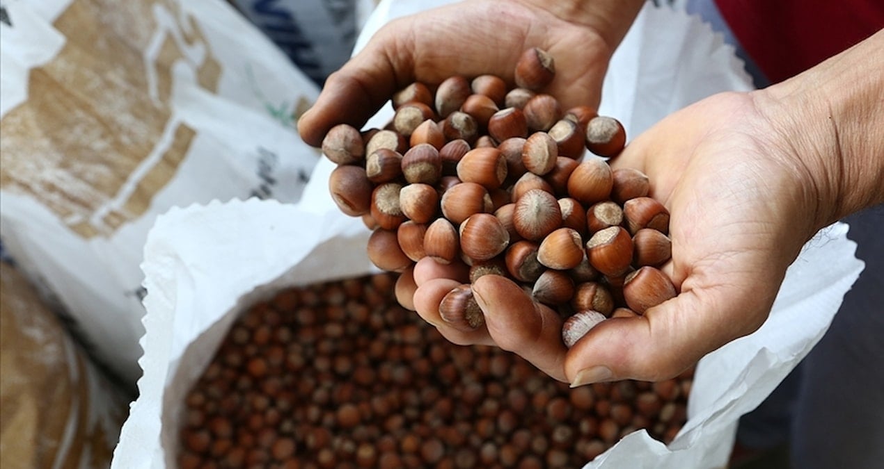 Fındığın kilogramı 142 liraya yükseldi