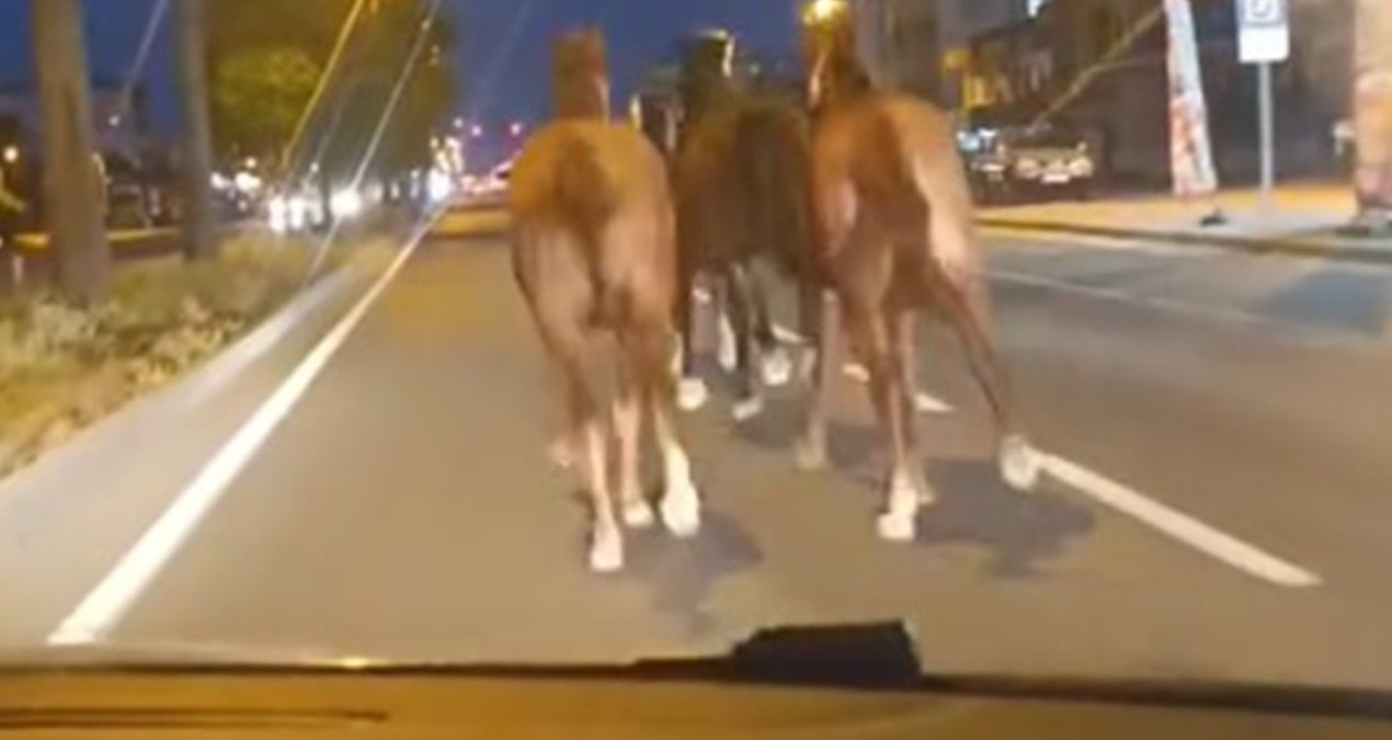 Bir dönem Türkiye’nin en zengin iş adamıydı, dün gece de çiftlikteki atları kaçtı